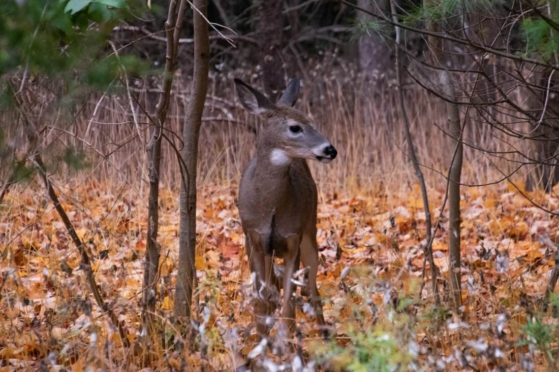 A whitetail deer standing in brush and fallen leaves